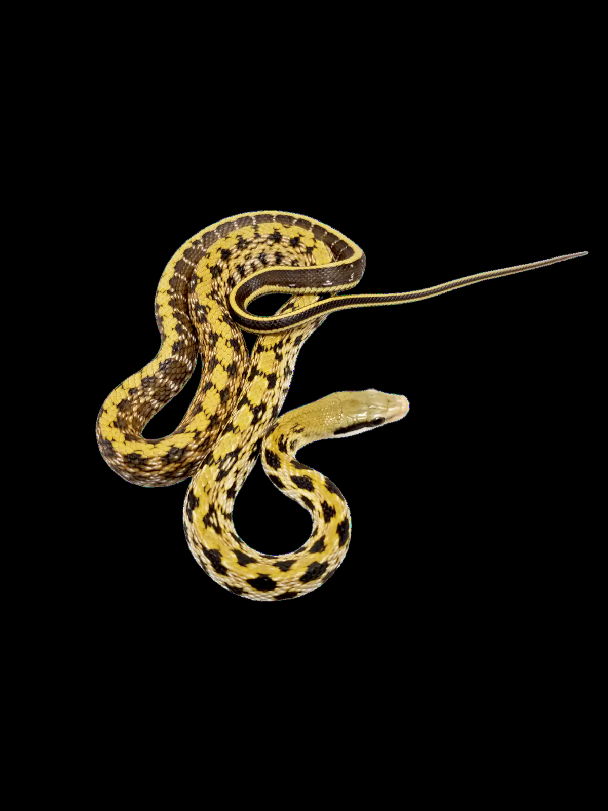 Serpent ratier de Taiwan