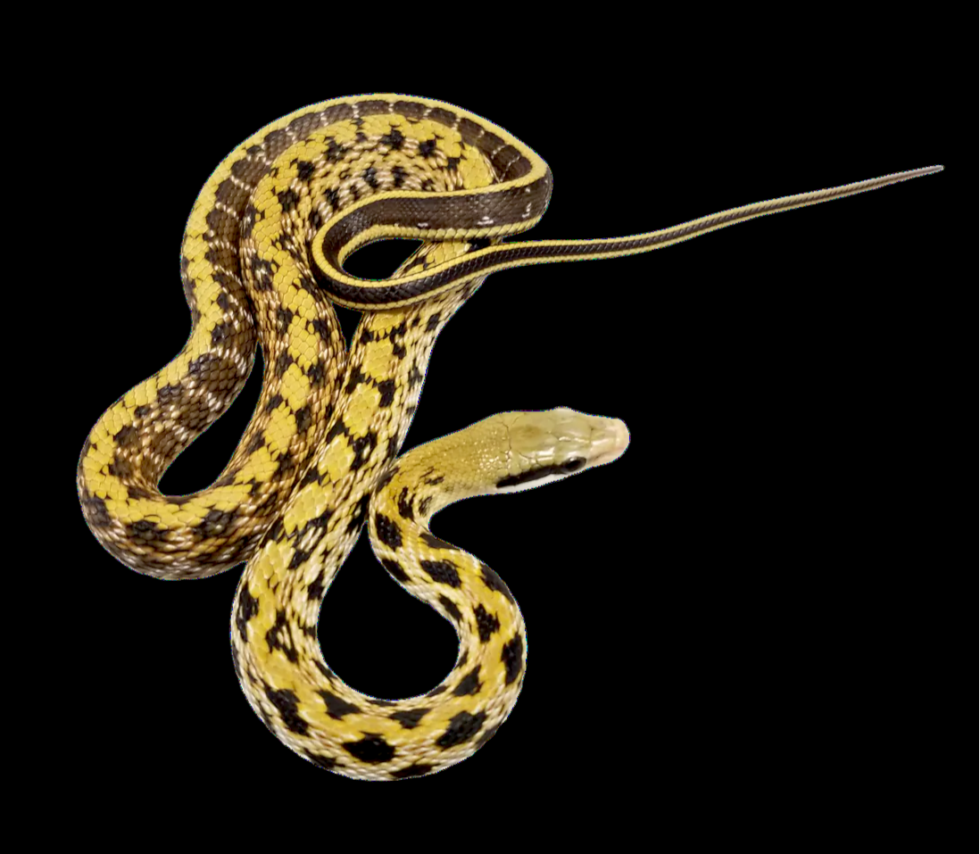 Taiwan Beauty Rat Snake (Othriophis t. friesei)
