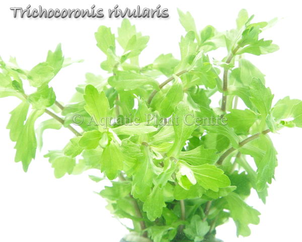 Shinnersia rivularis 'Weiss-Grün' - Potted
