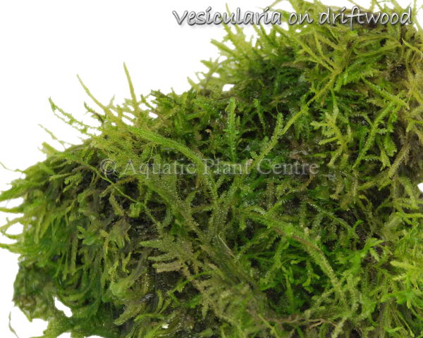 Vesicularia dubyana (sauvage) TC Cup