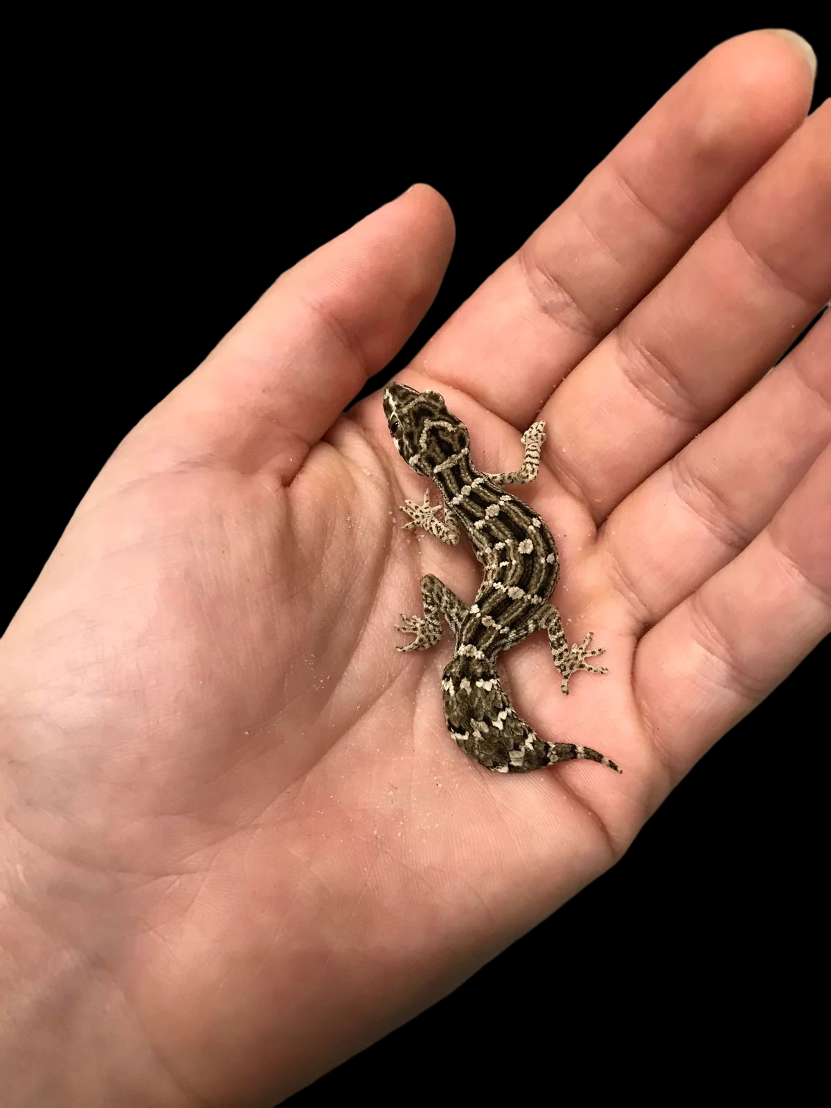 Viper Gecko (Hemidactylus imbricatus)