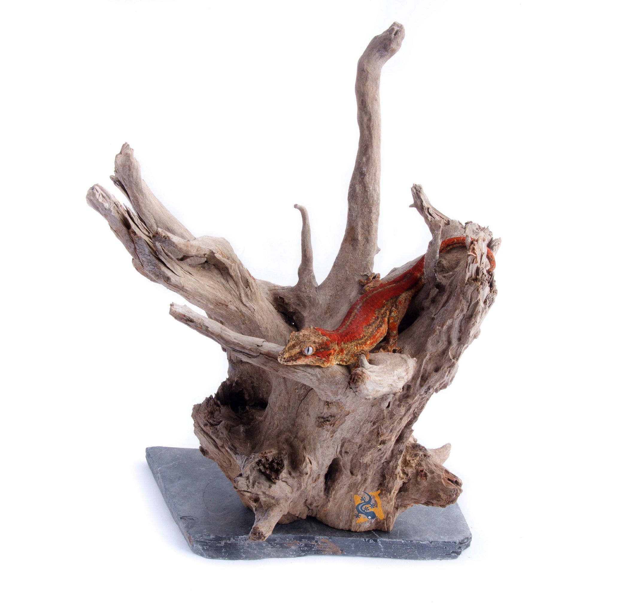 Aquaglobe Bois sur Ardoise