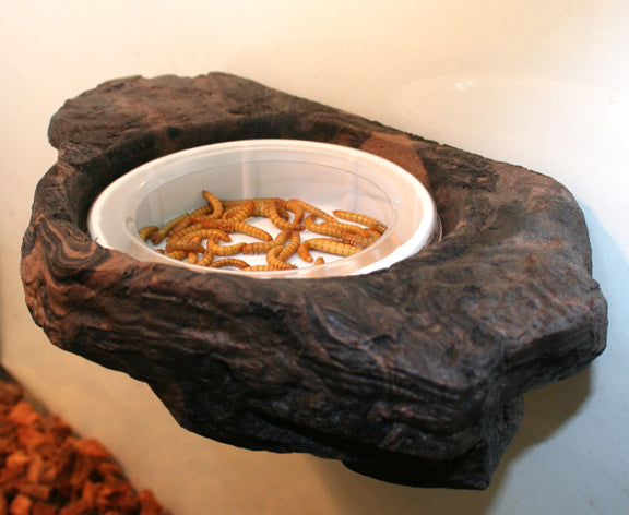 Worm dish hot sale mealworm feeder