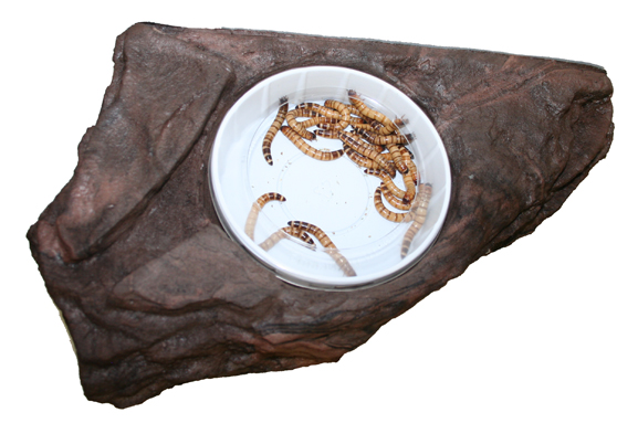 Magnaturals Large Worm Feeder Ledge