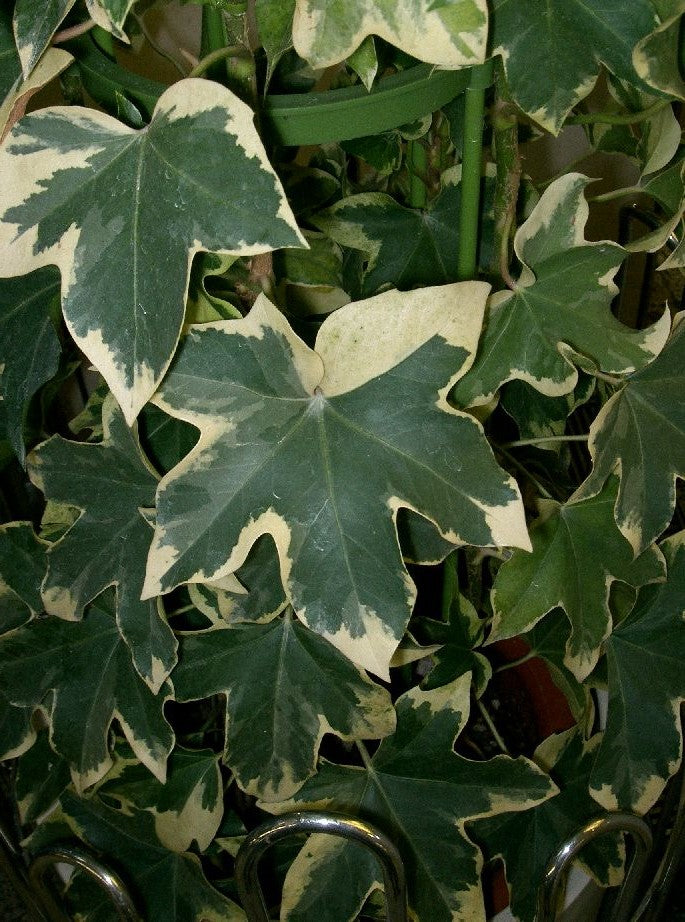 Variegated Tree Ivy