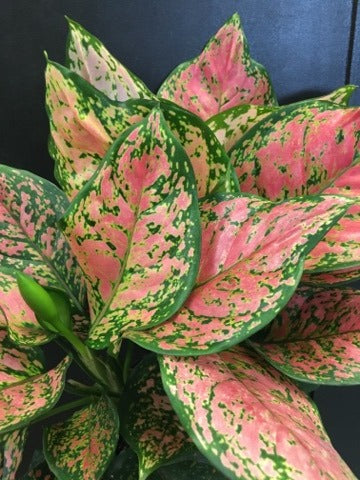 aglaonema watermelon Aglaonema 'Watermelon'