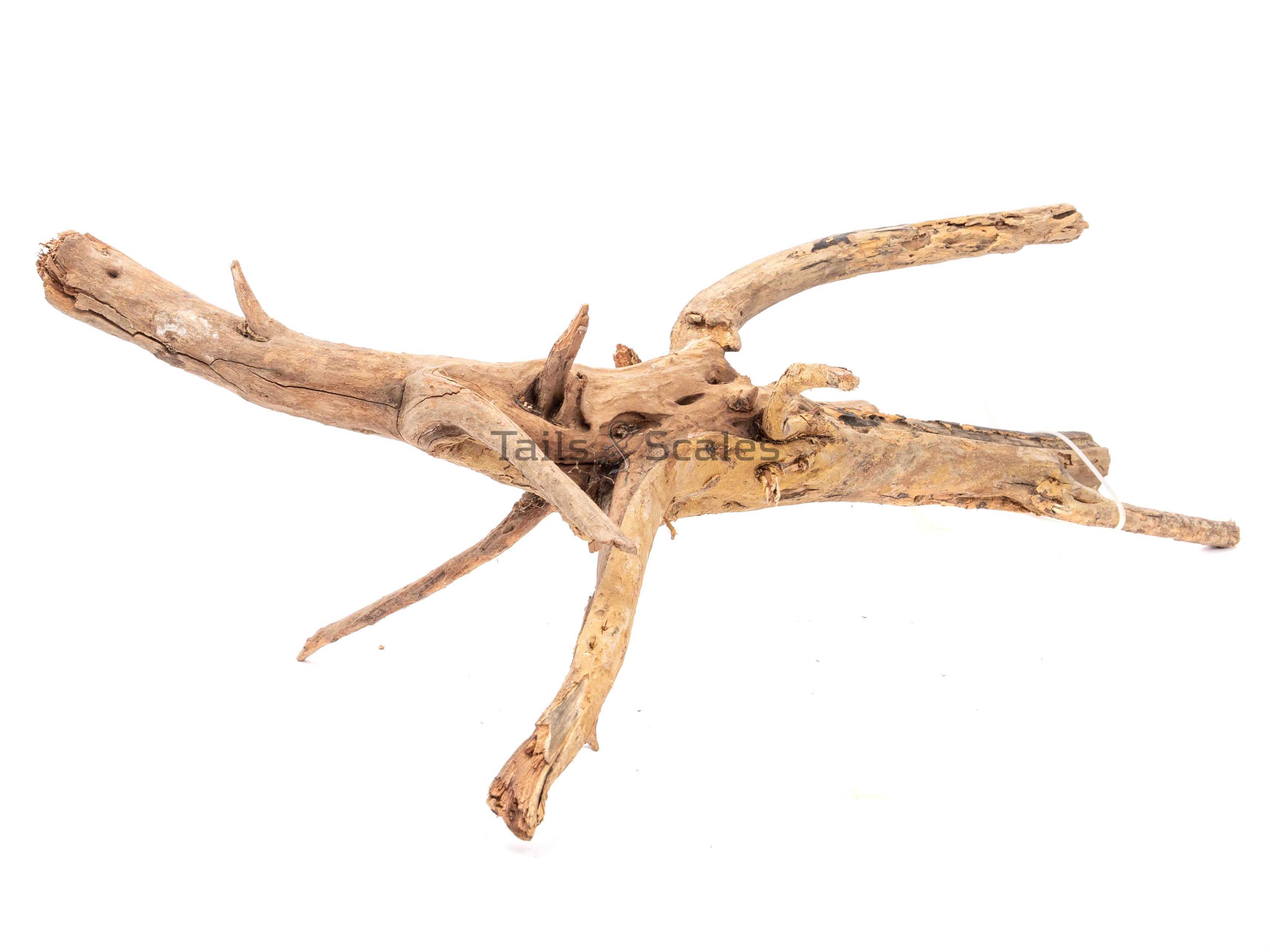 Aquaglobe Gandwana Wood (Clearance- Final Sale)