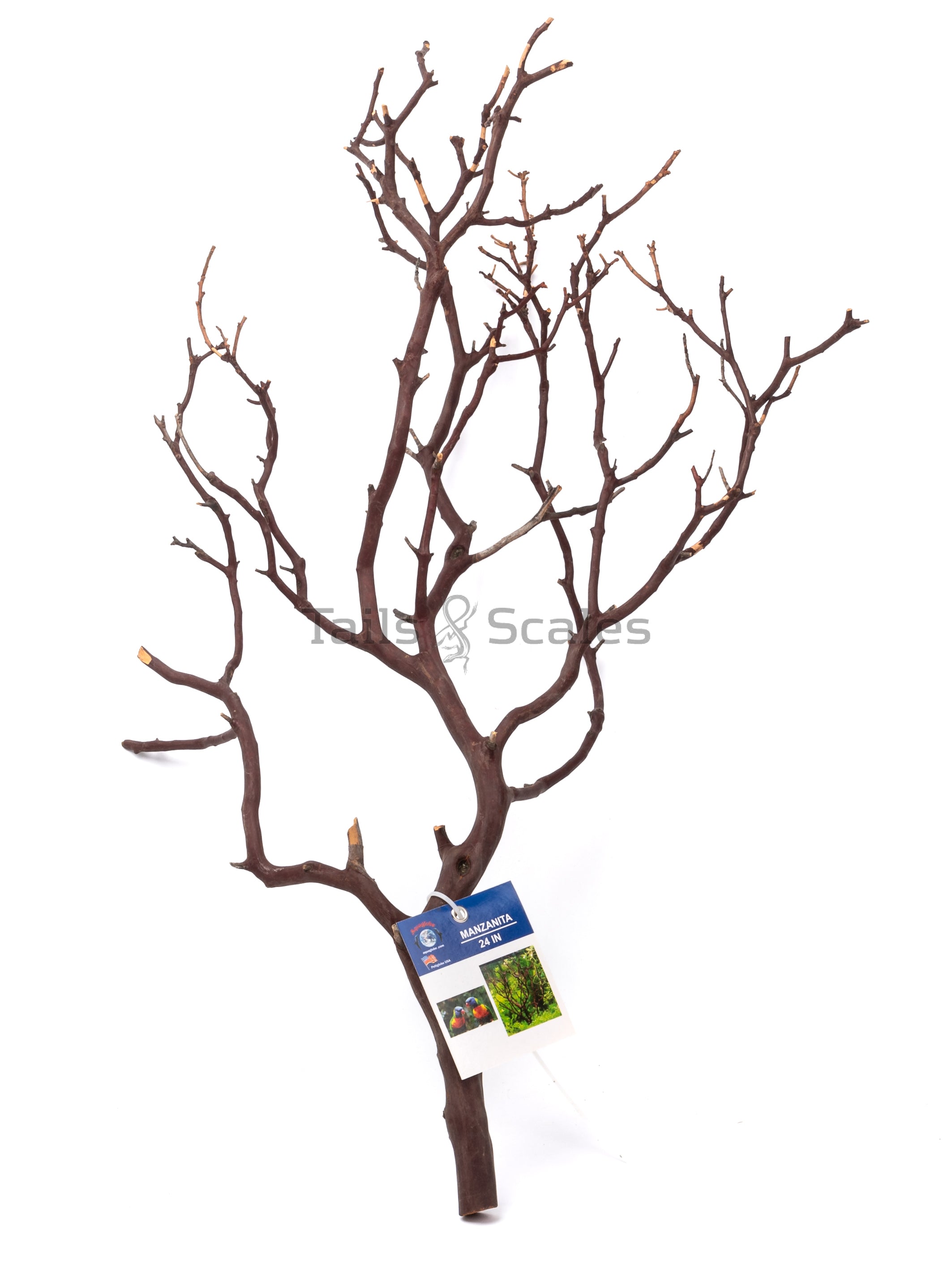 Succursale Aquaglobe Manzanita