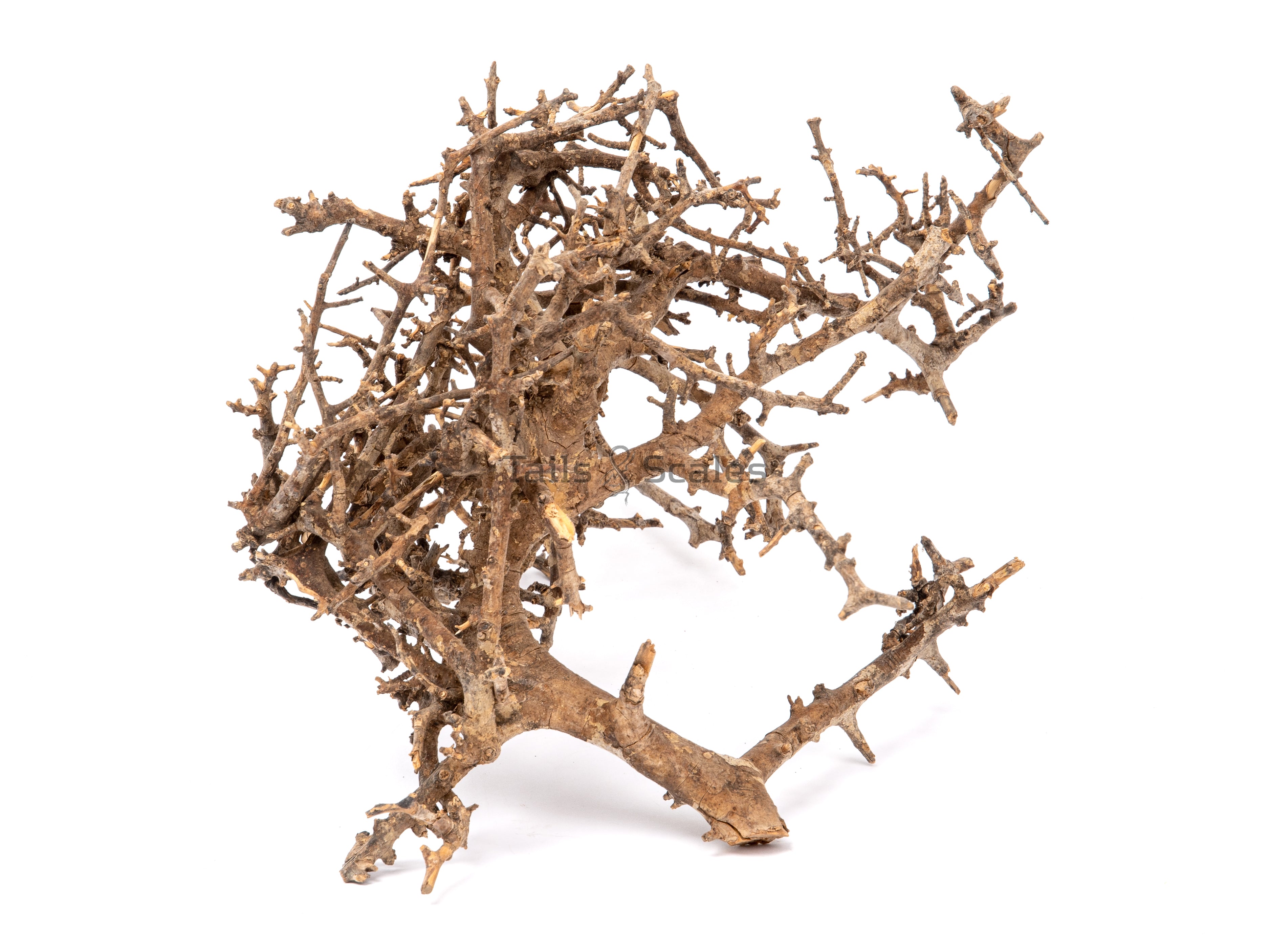 Aquaglobe Sinharaja Wood (Liquidation - Vente finale)