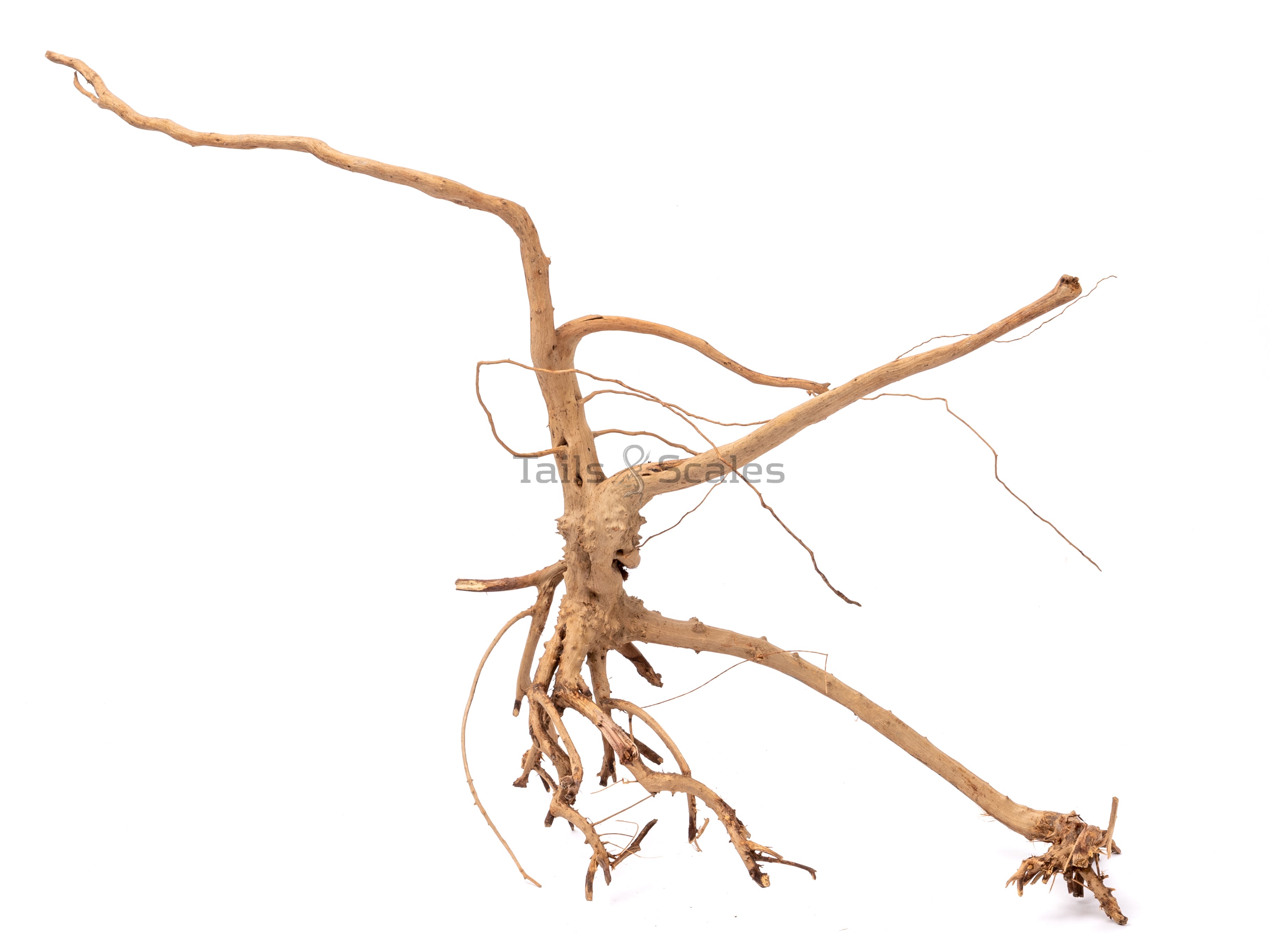 Aquaglobe Spider Wood