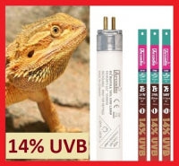 Ampoule Arcadia T5 HO 14 % UVB