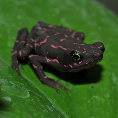 Crapaud arlequin violet