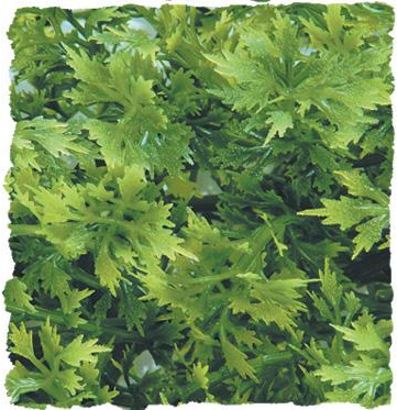 Zoo Med Naturalistic Flora - Australian Maple