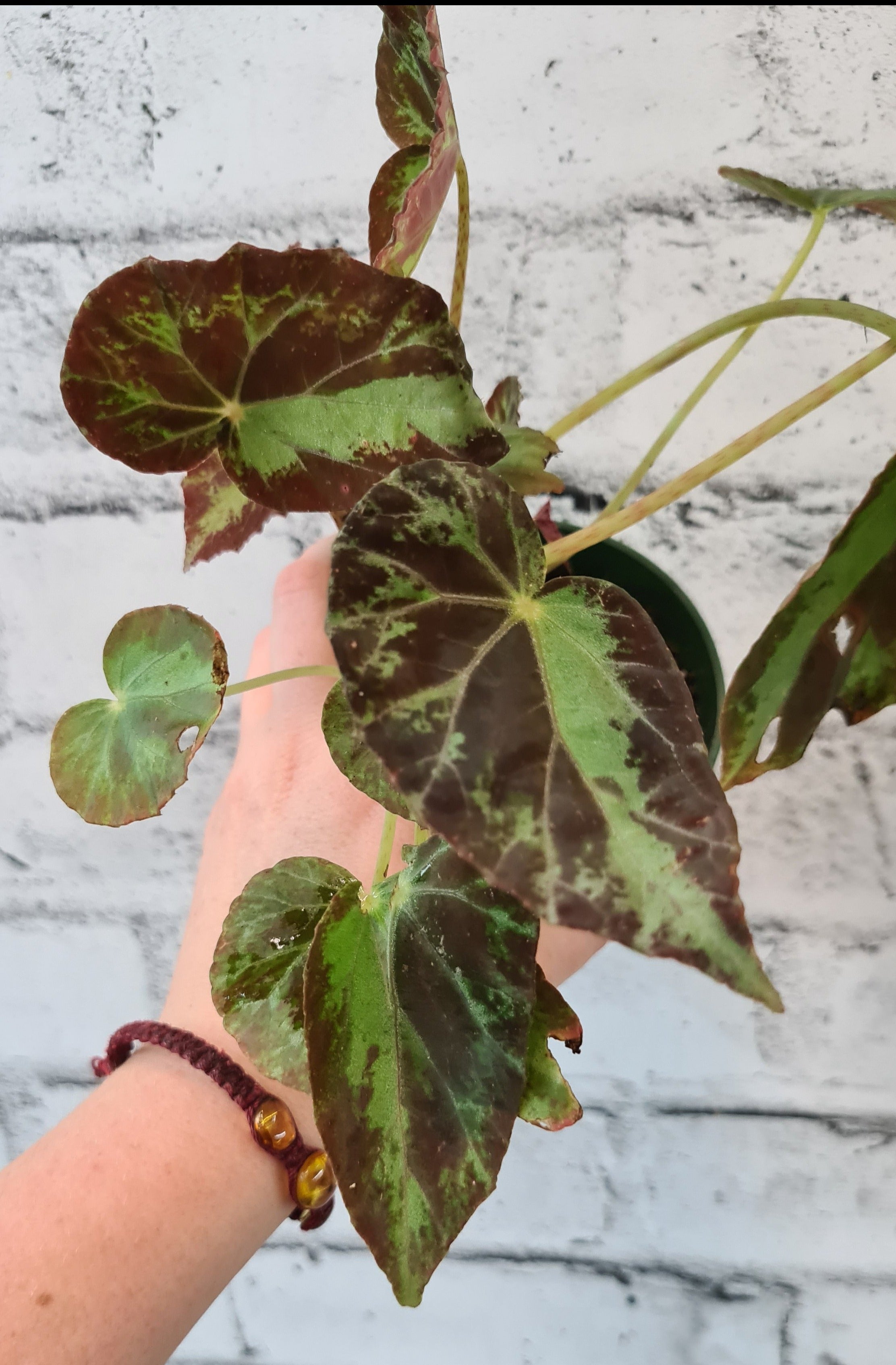 Bégonia cv burkillii