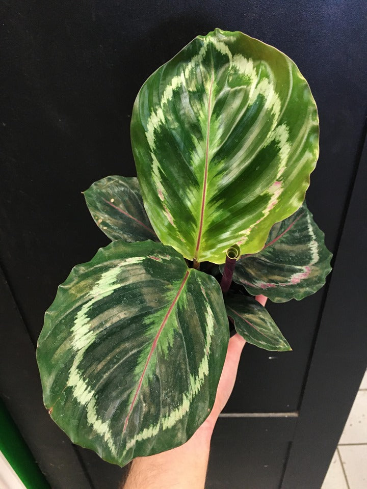 Calathea 'Médaillon'