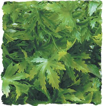 Zoo Med Naturalistic Flora - Cannabis
