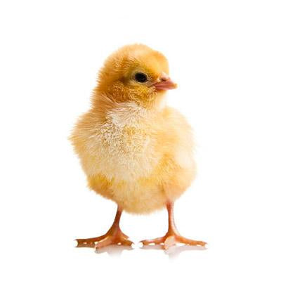Frozen Chick - 1 Day Old