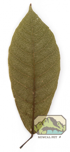 NewCal Cocoa Leaves