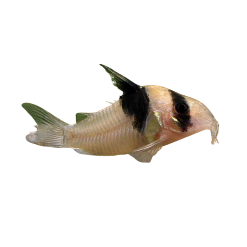 Corydoras CW49