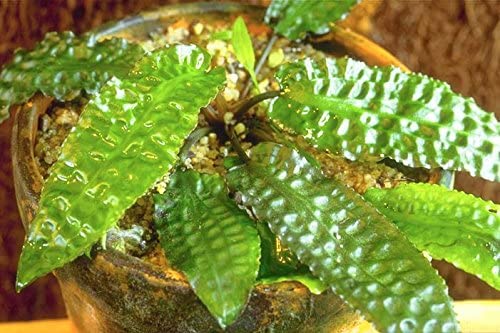 Cryptocoryne cf huduroi (culture tissulaire)