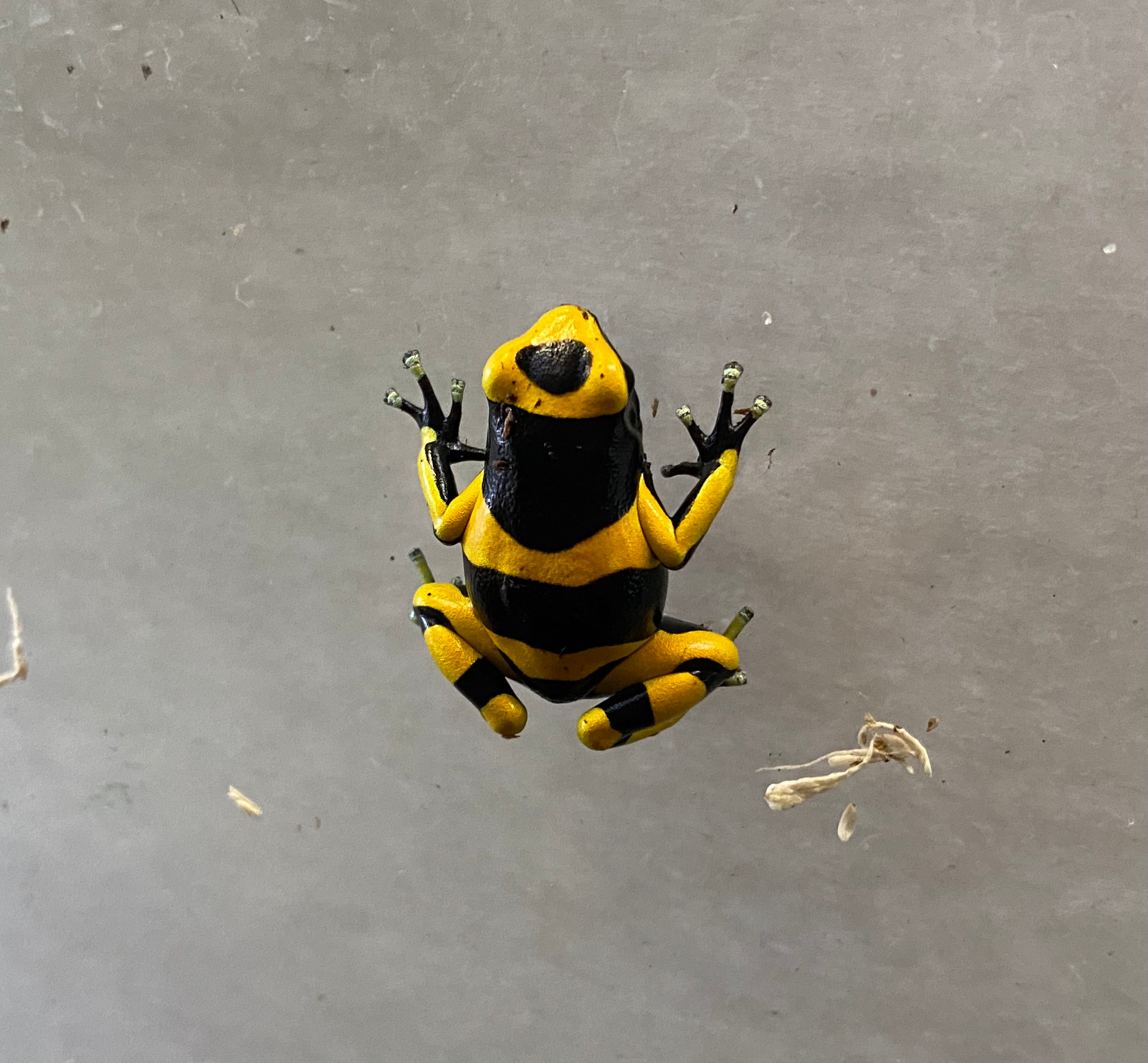 Dendrobates leucomelas - Bumblebee Dart Frog