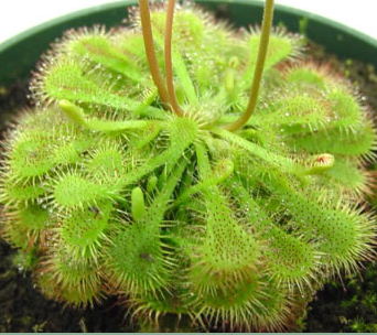Drosera ultramafica
