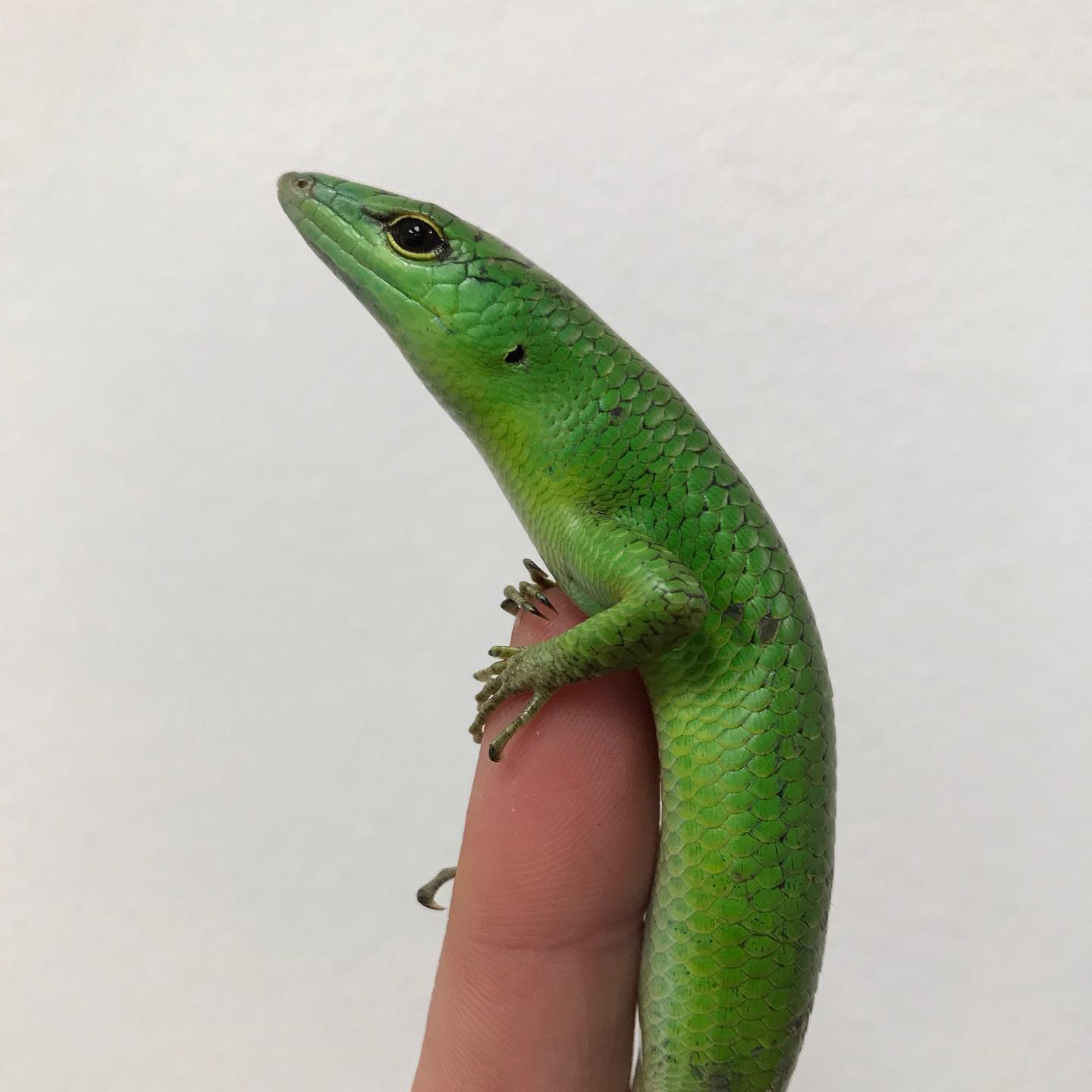 Emerald Tree Skink