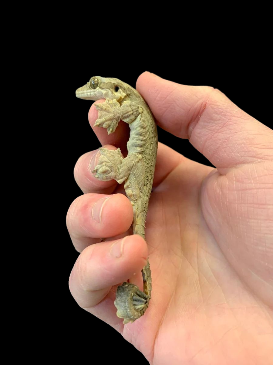 Kuhli's Flying Gecko