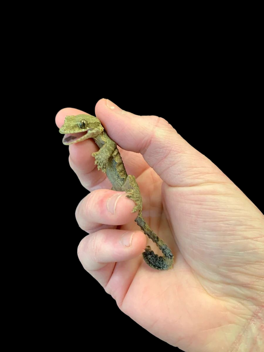 Kuhli's Flying Gecko