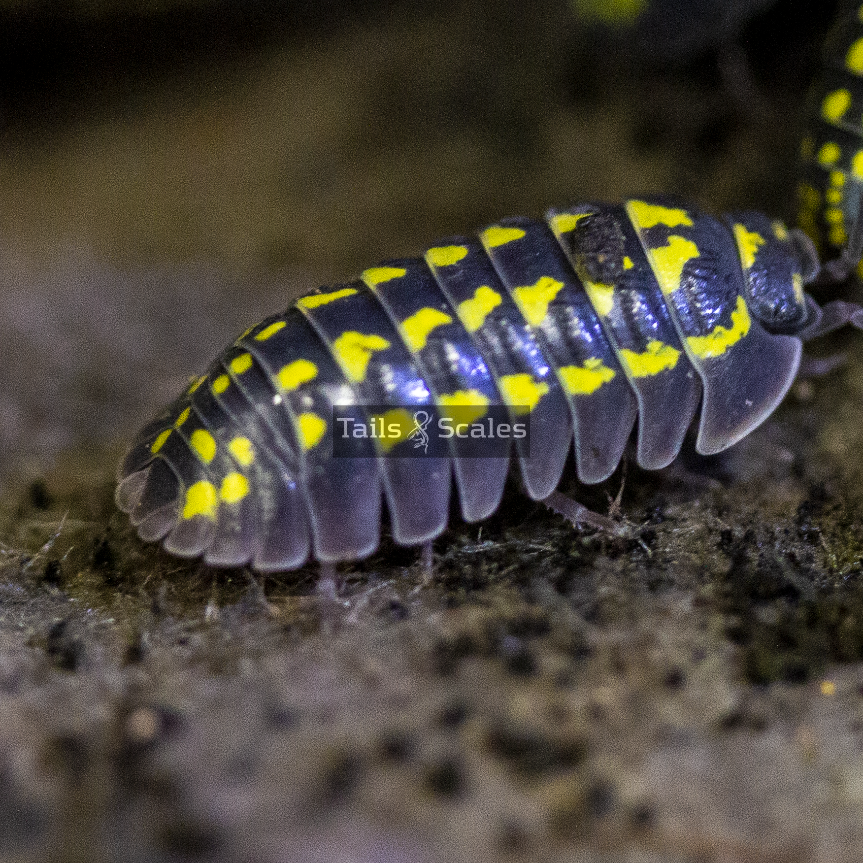 Armadillidium gestroi (Isopode géant tacheté de jaune)