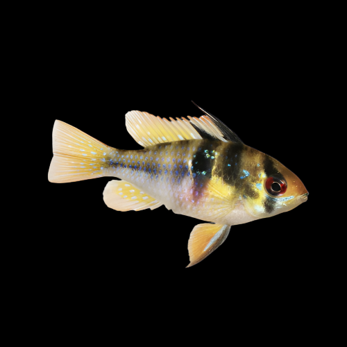 Bélier bleu allemand