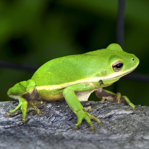 Green Tree Frog (Hyla cinerea)