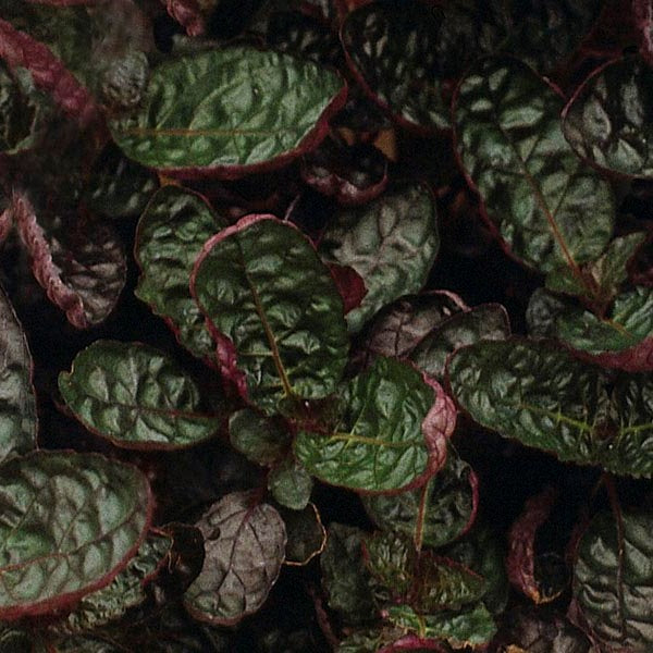 Hemigraphis alternata