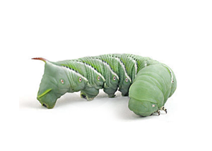 Hornworms