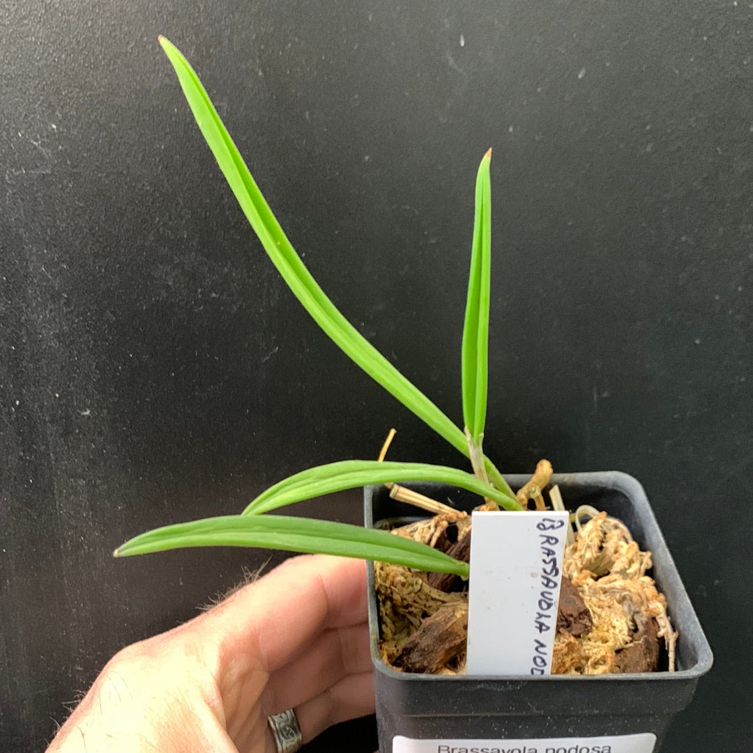 Brassavola noueuse