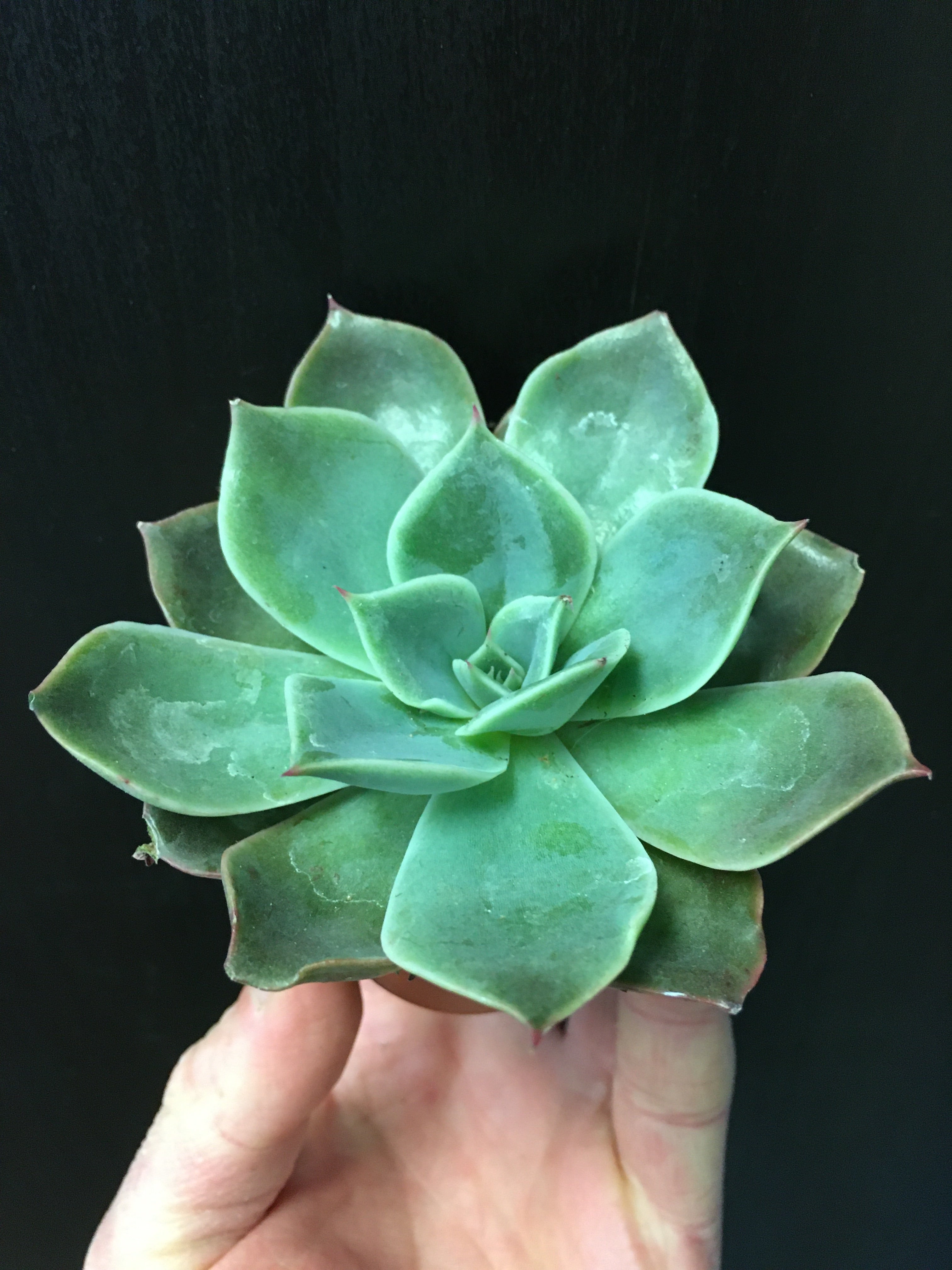 Assortiment d'Echeveria