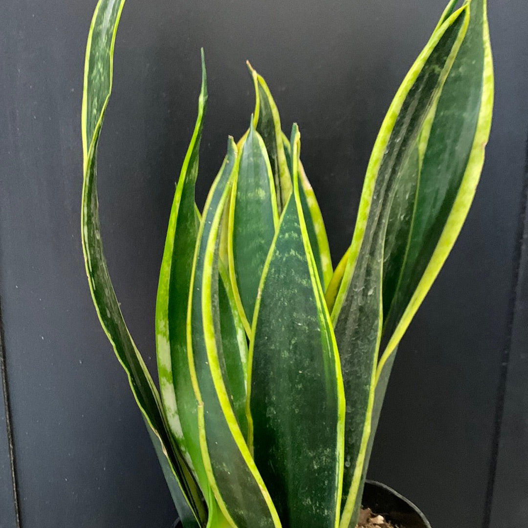 Sansevieria 'Black Gold'