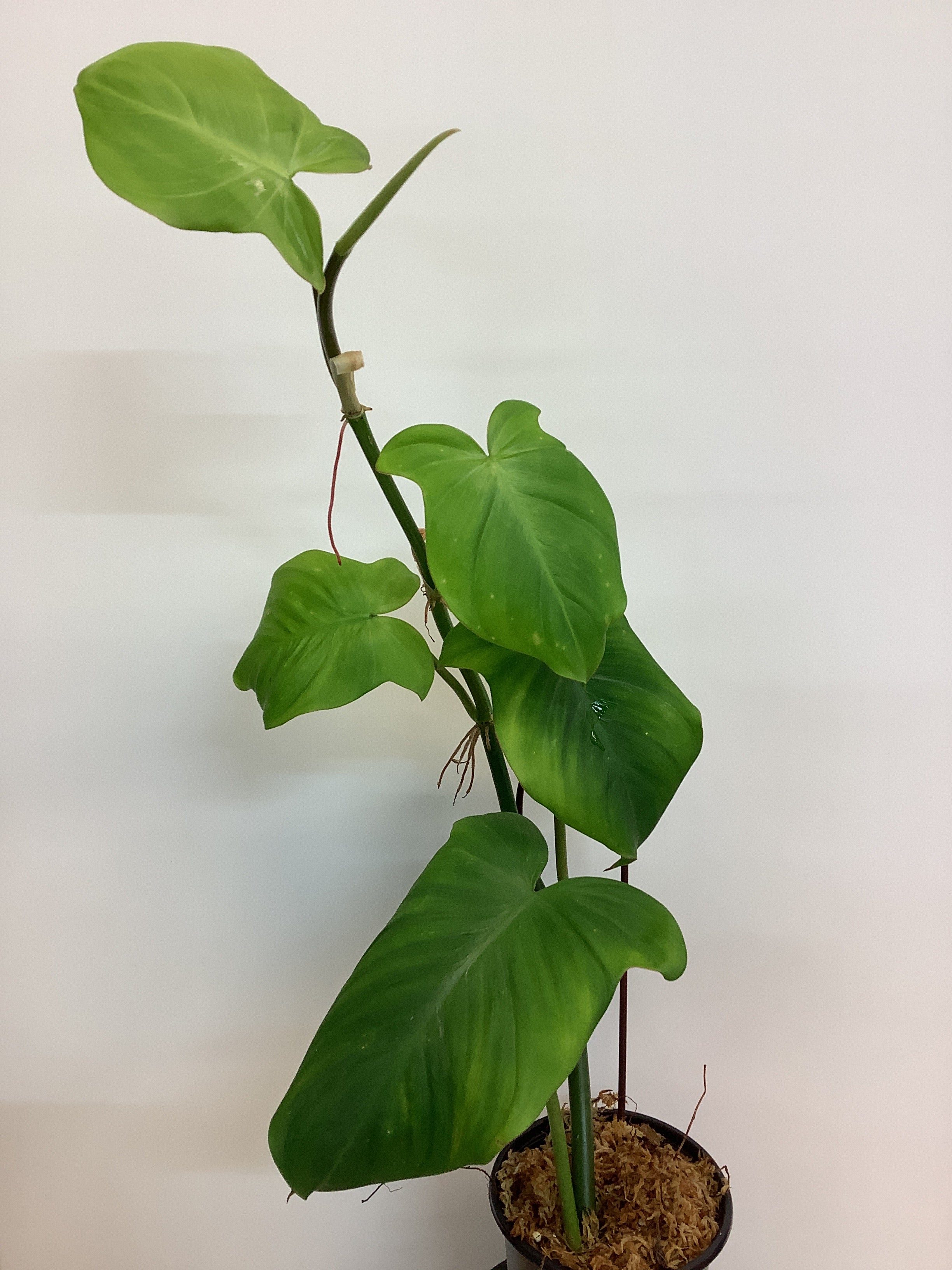 philodendron camposportoanum rare Philodendron Camposportoanum