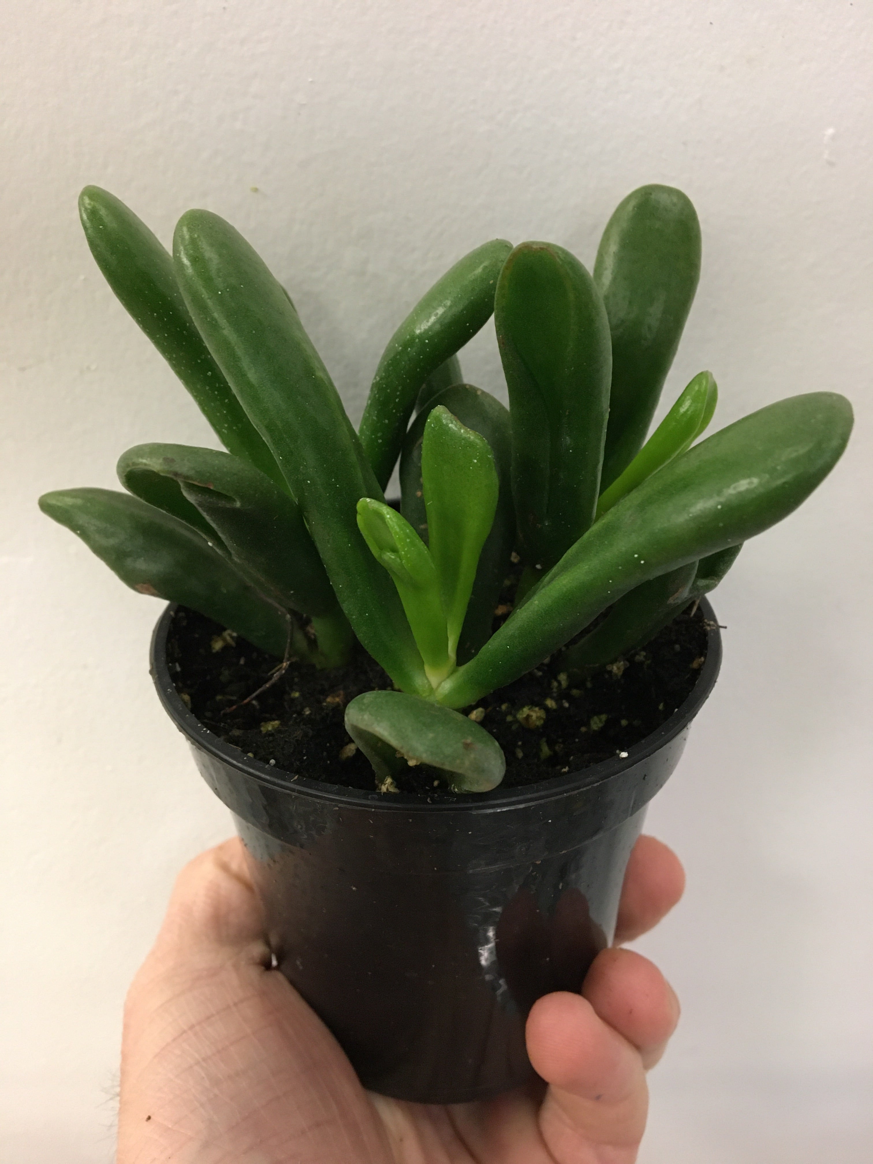 coral jade succulent Coral Jade