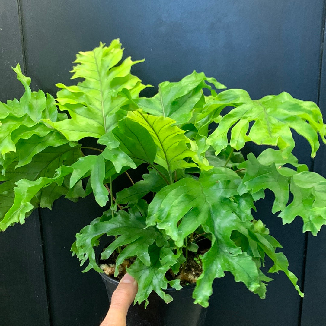 Fougère diamant de Nicolas