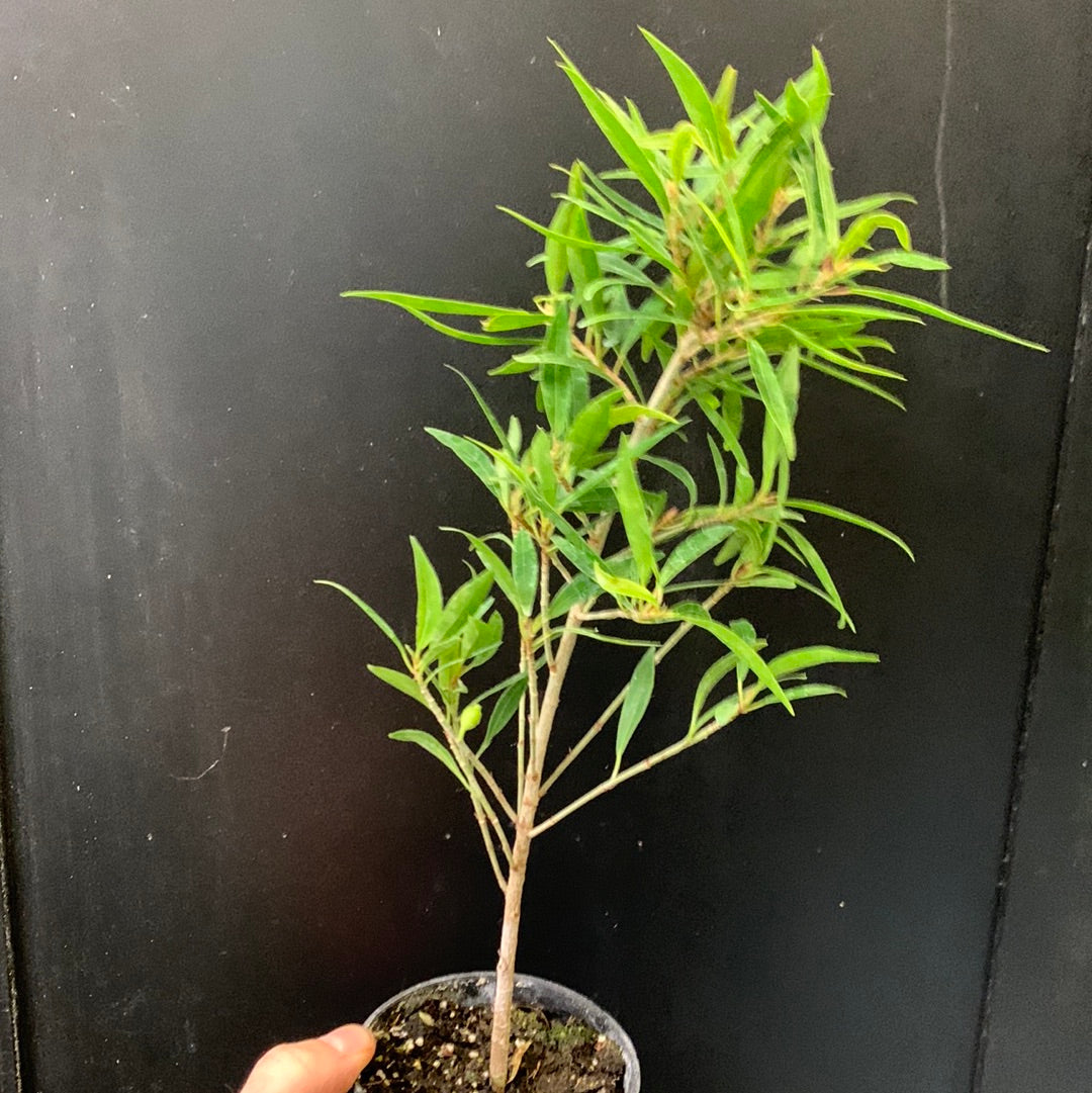 Ficus benjamina Little Leaf