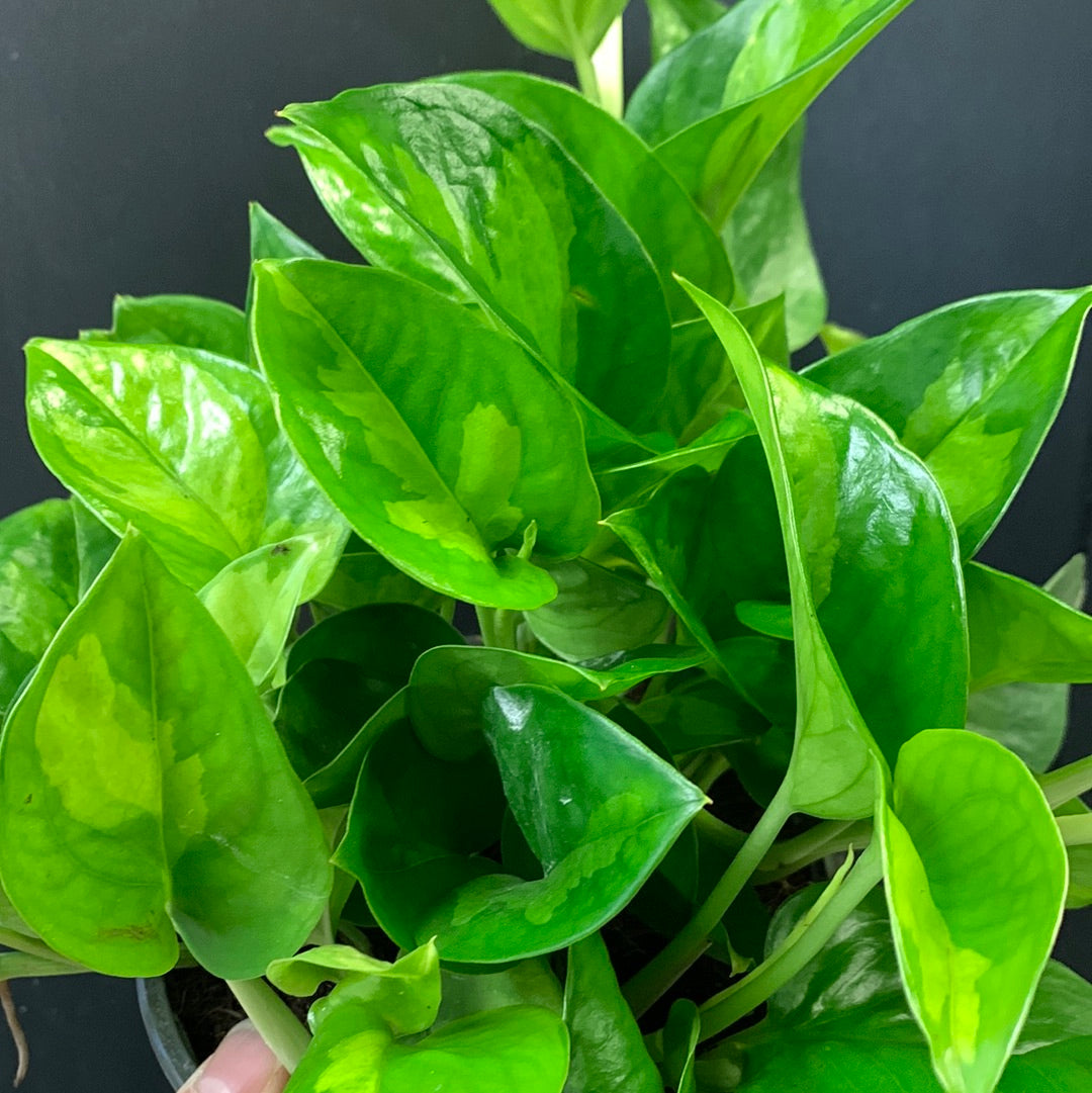 Pothos vert mondial