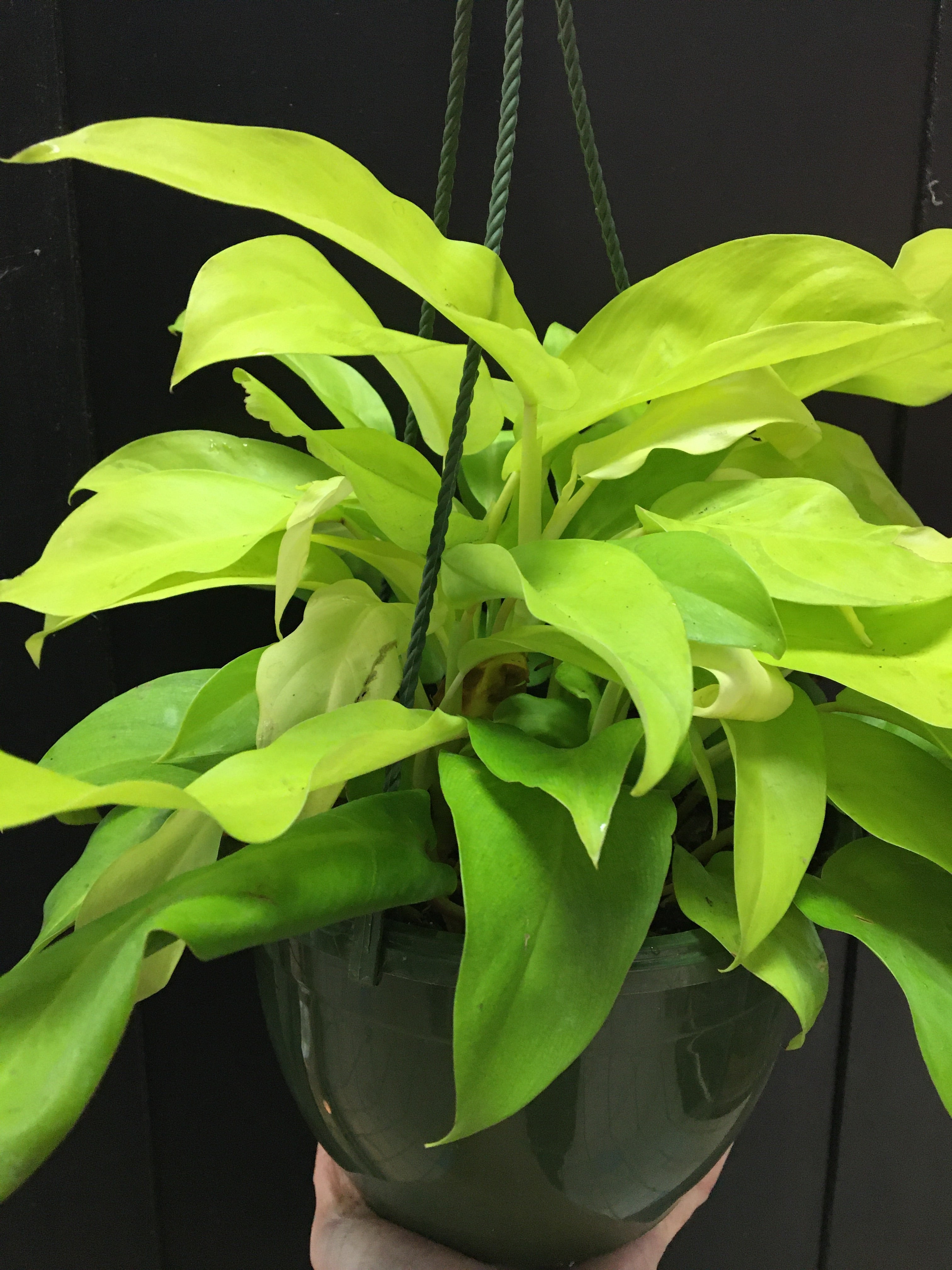 Philodendron citron vert