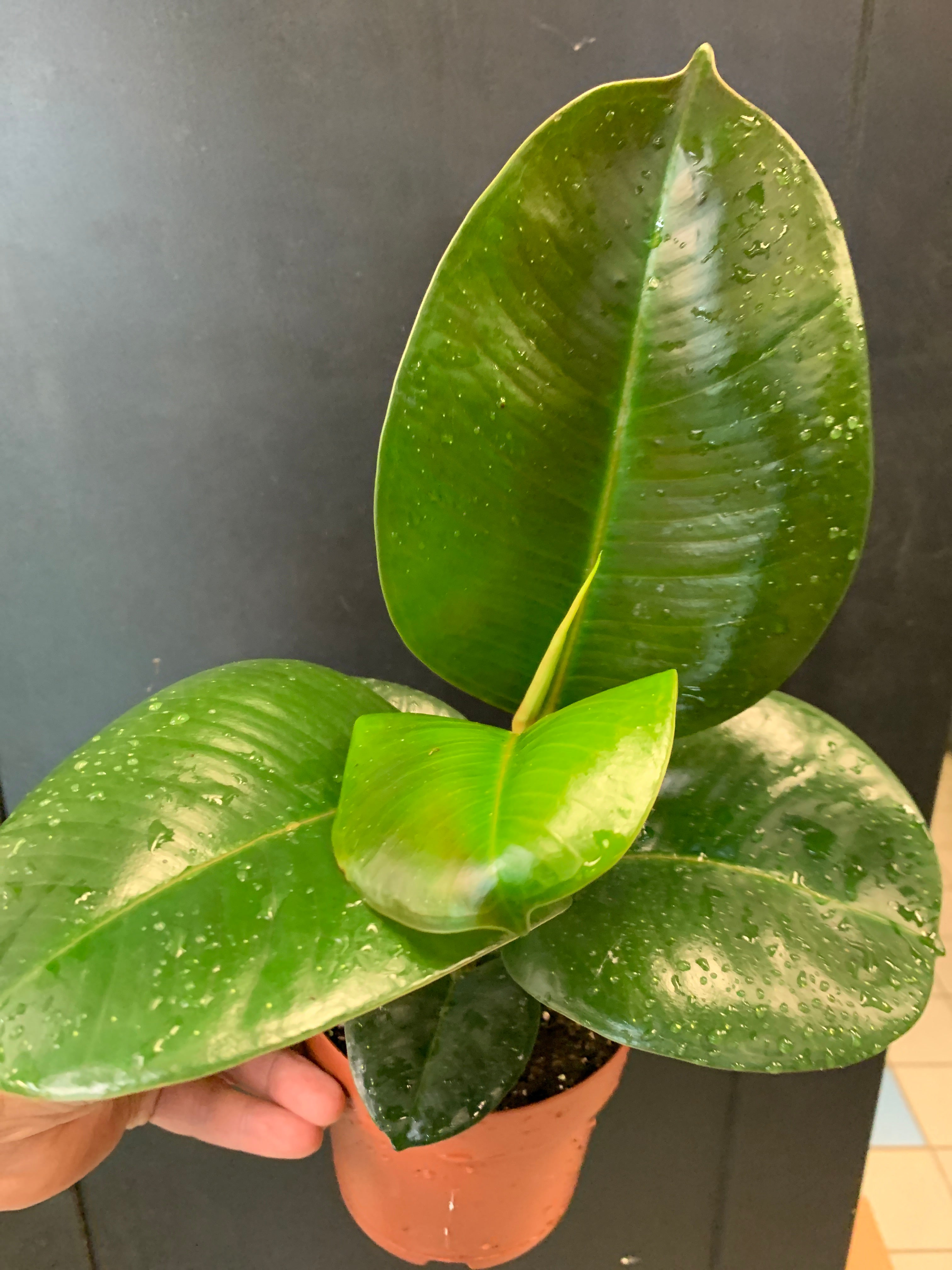 melany rubber tree Ficus elastica 'Melany'
