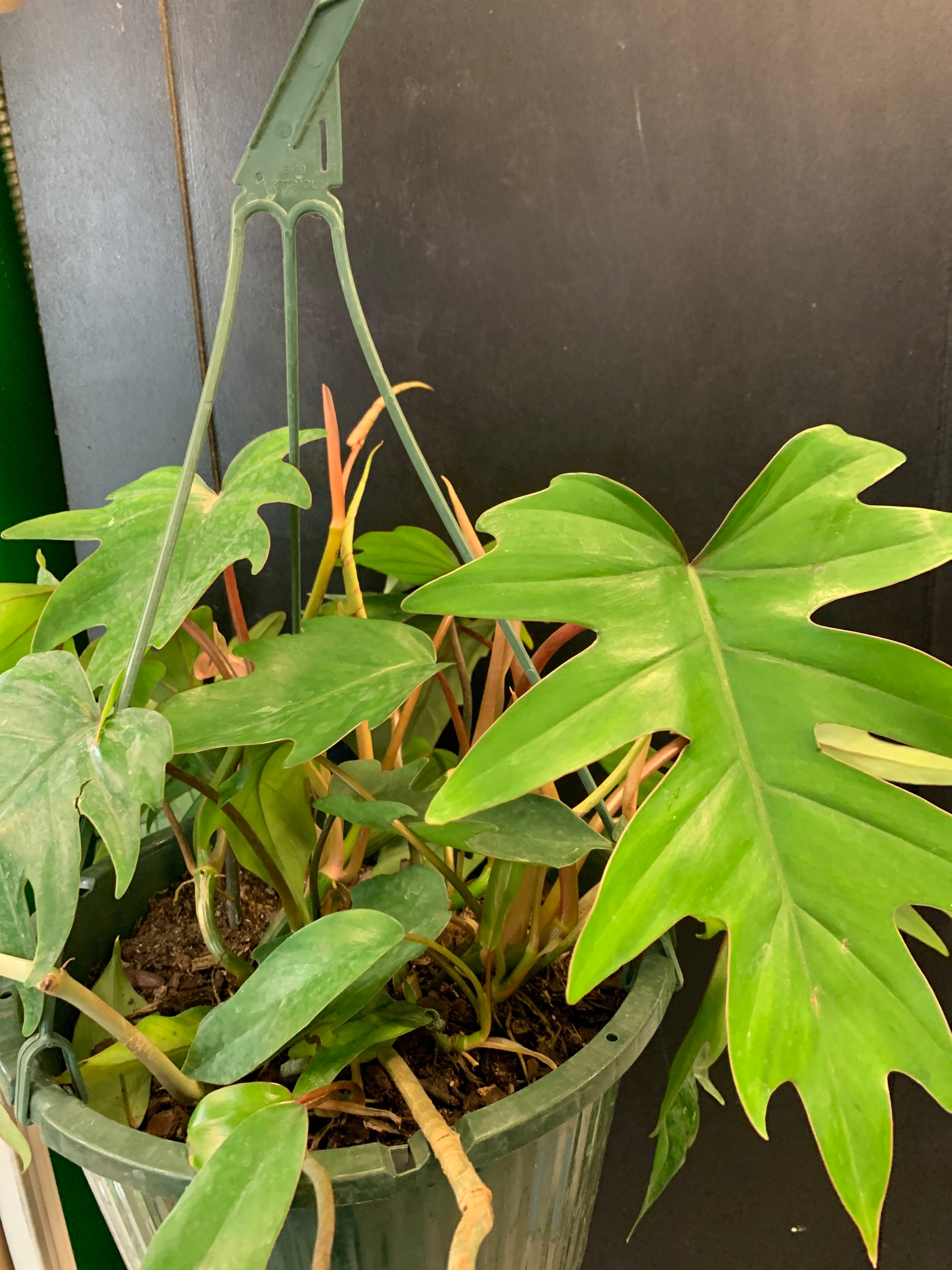 lemon lime heartleaf philodendron Philodendron hederaceum ‘Lemon Lime’ main image 0