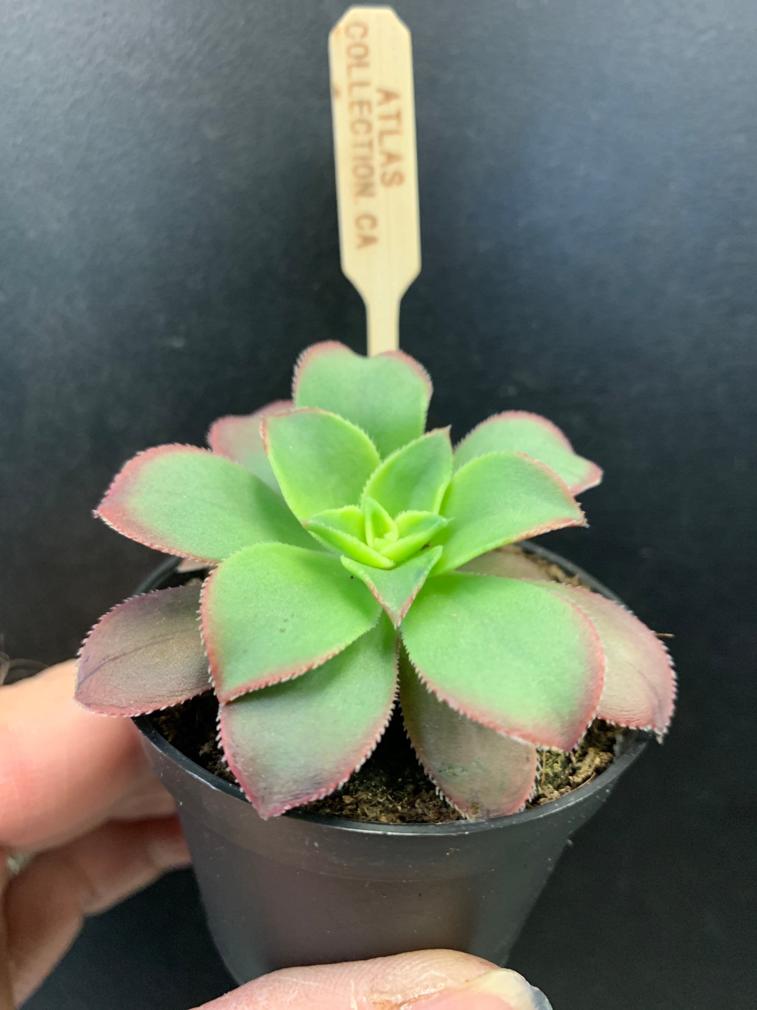 Aeonium kiwi