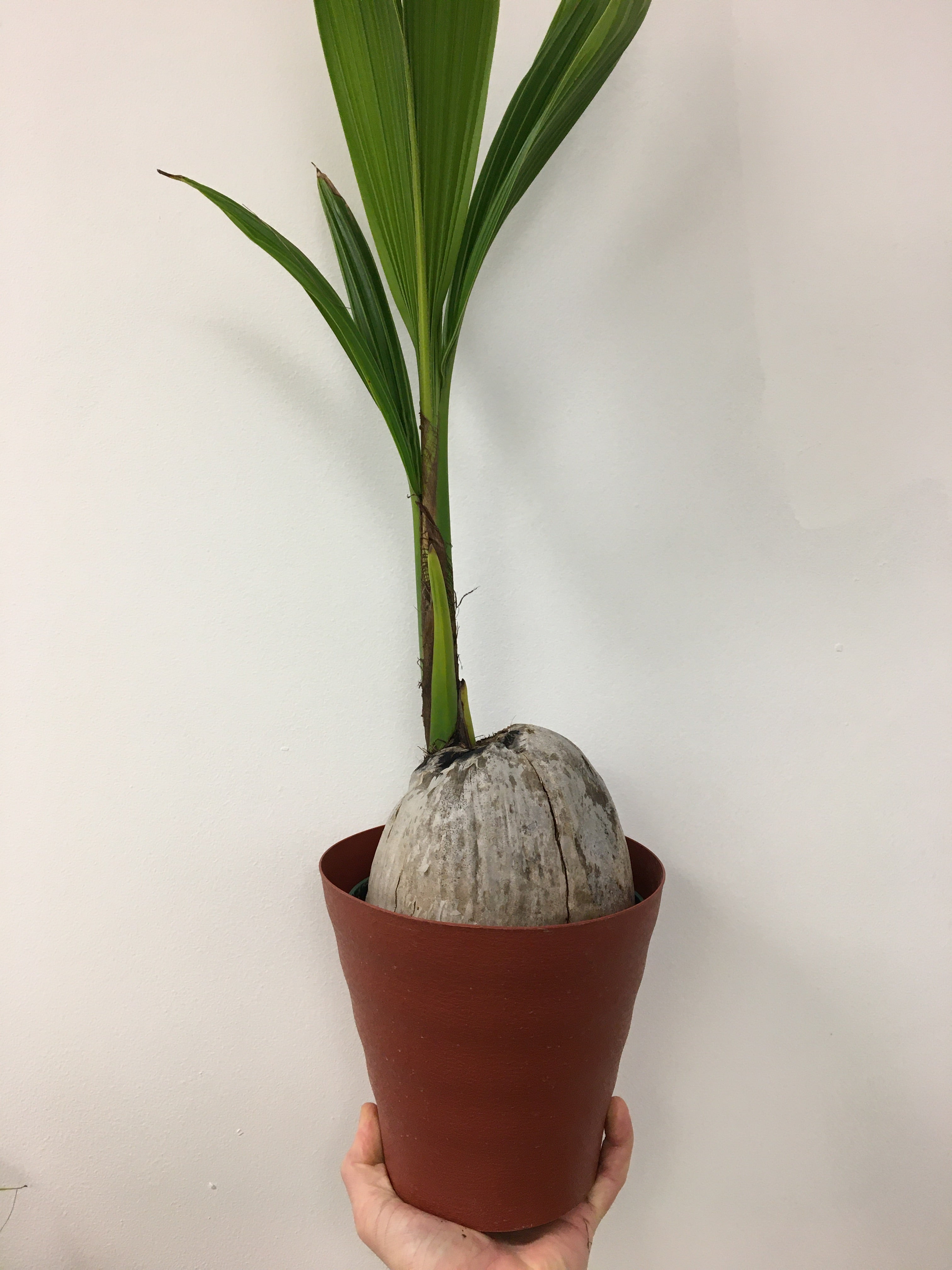 Coconut Palm