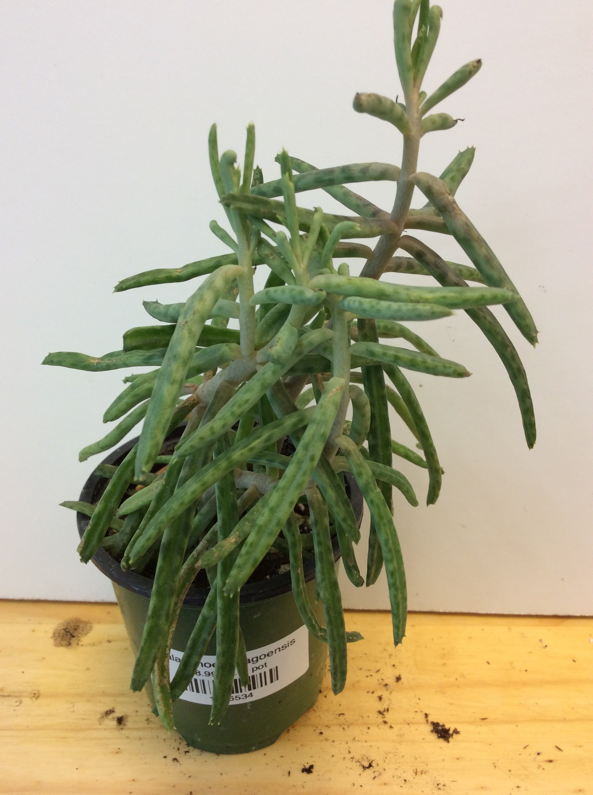 Kalanchoe delagoensis