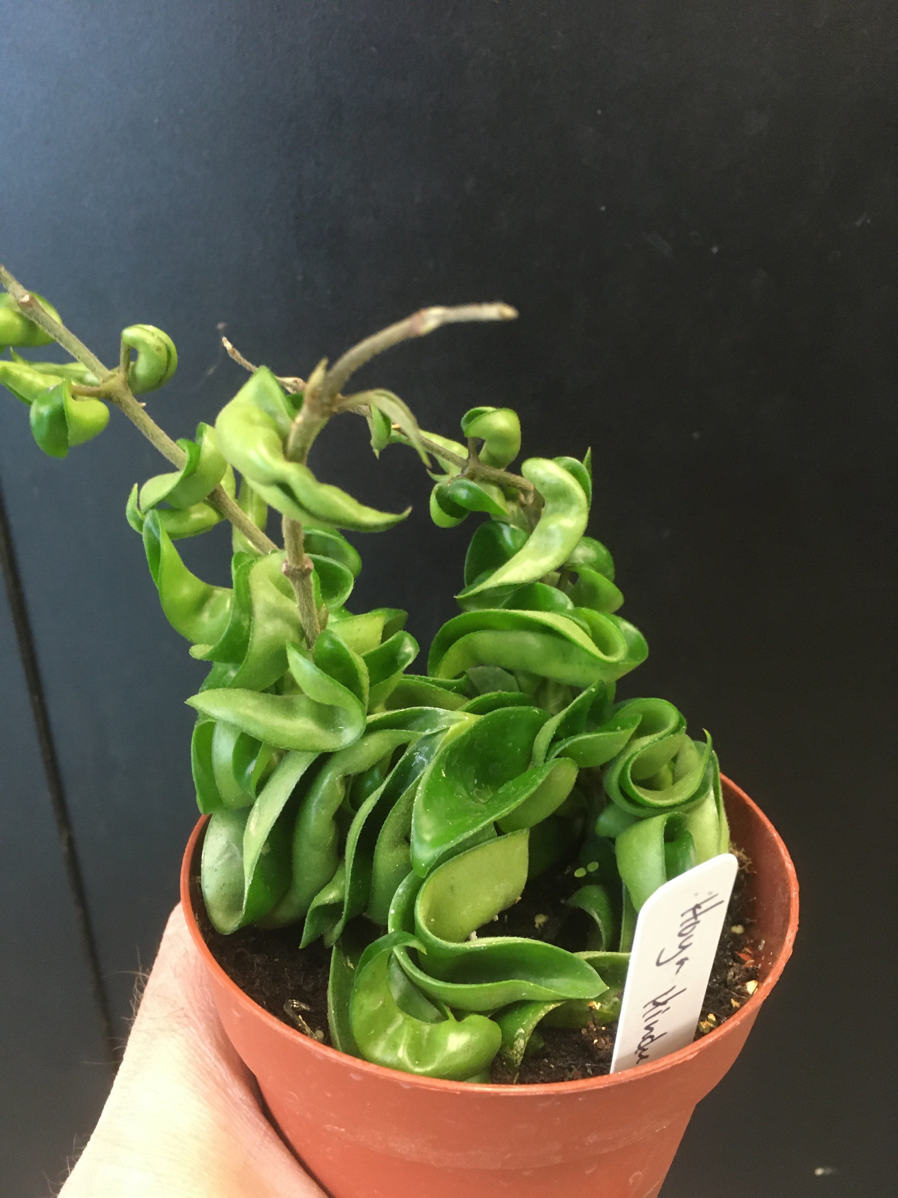 Hoya compacta Rope