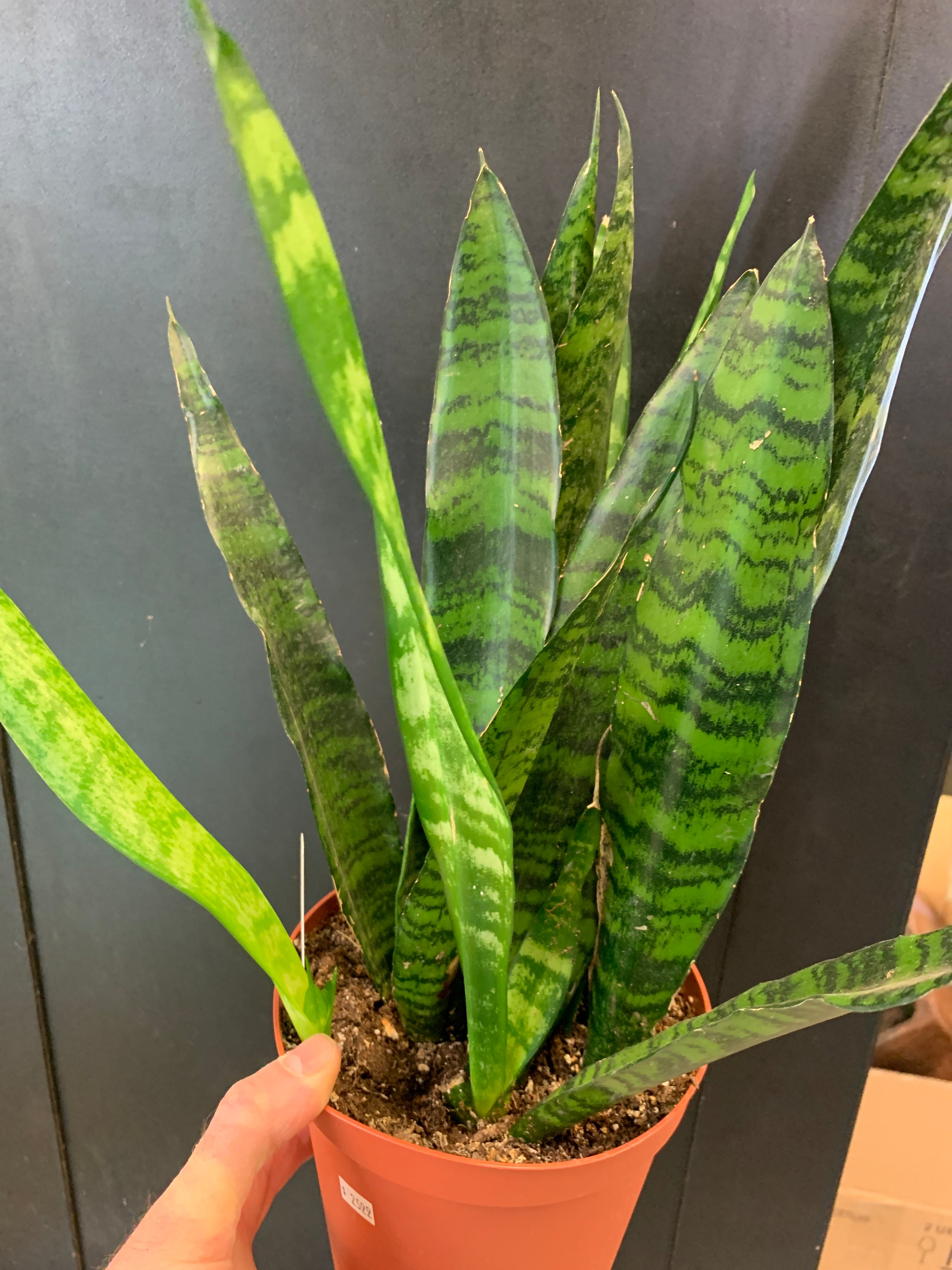 Sansevieria 'Black Coral'